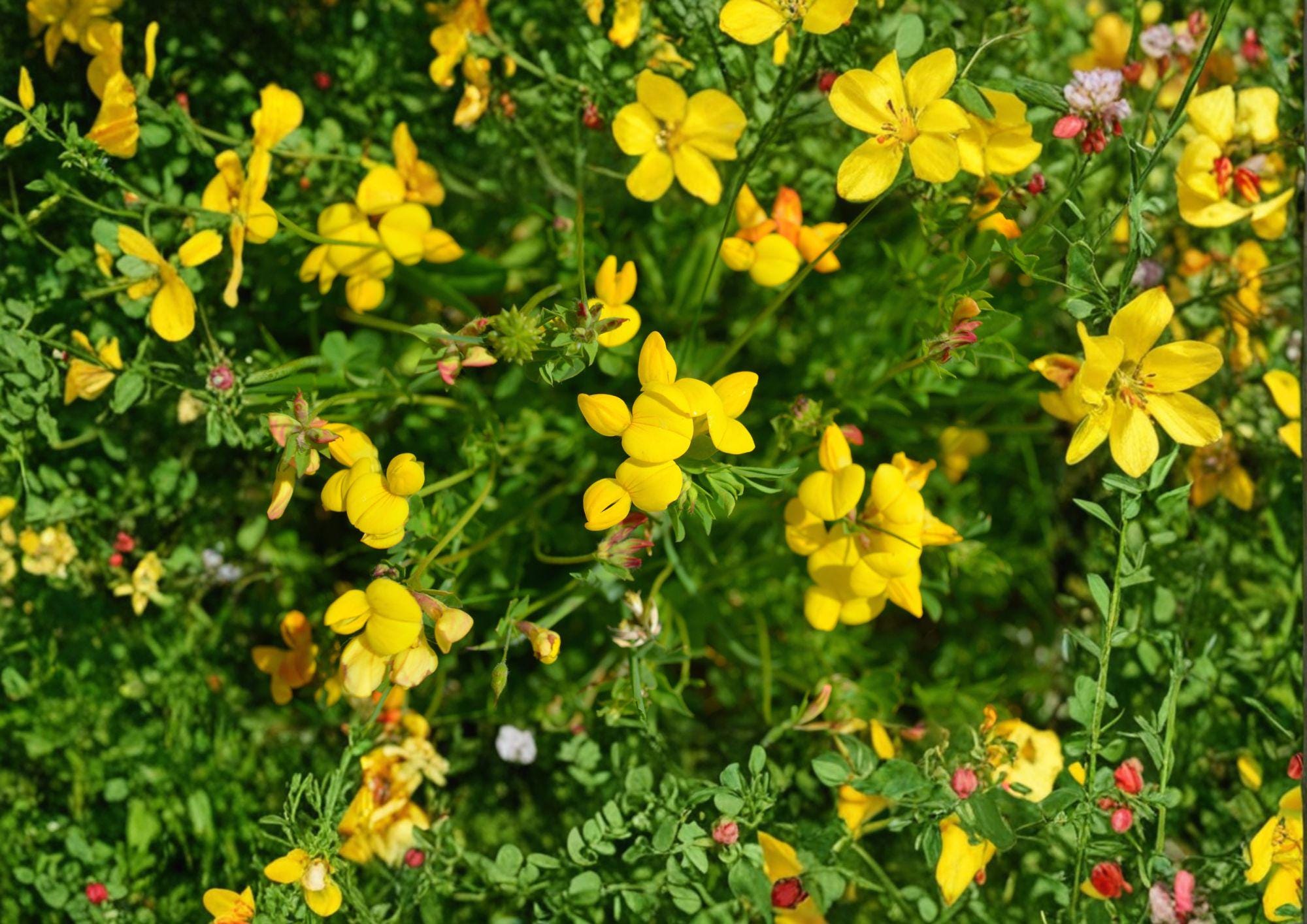 Bird’s Foot Trefoil Seeds – 100 Yellow Wildflower Groundcover Lotus corniculatus for Meadows and Slopes
