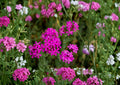 Catchfly Flower Seeds – 100 Pink Sweet William (Silene armeria) Annual for Cottage Gardens & Wildflower Beds