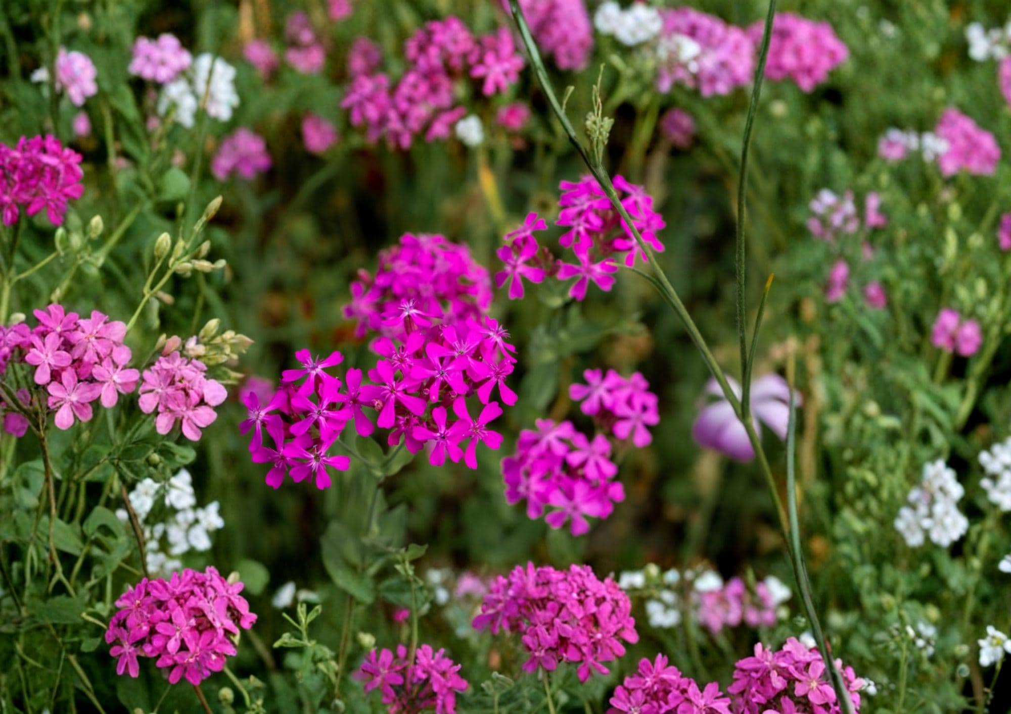 Catchfly Flower Seeds – 100 Pink Sweet William (Silene armeria) Annual for Cottage Gardens & Wildflower Beds