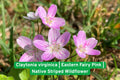 Virginia Spring Beauty Seeds – Claytonia virginica, Pink Striped Wildflower, Native Spring Wildflower, Early Blooming Shade Garden Plant