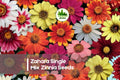 Zinnia Seeds - Zahara Single Mix, Bright Colorful Blooms, Compact, Disease-Resistant, Pollinator-Friendly, Zinnia marylandica