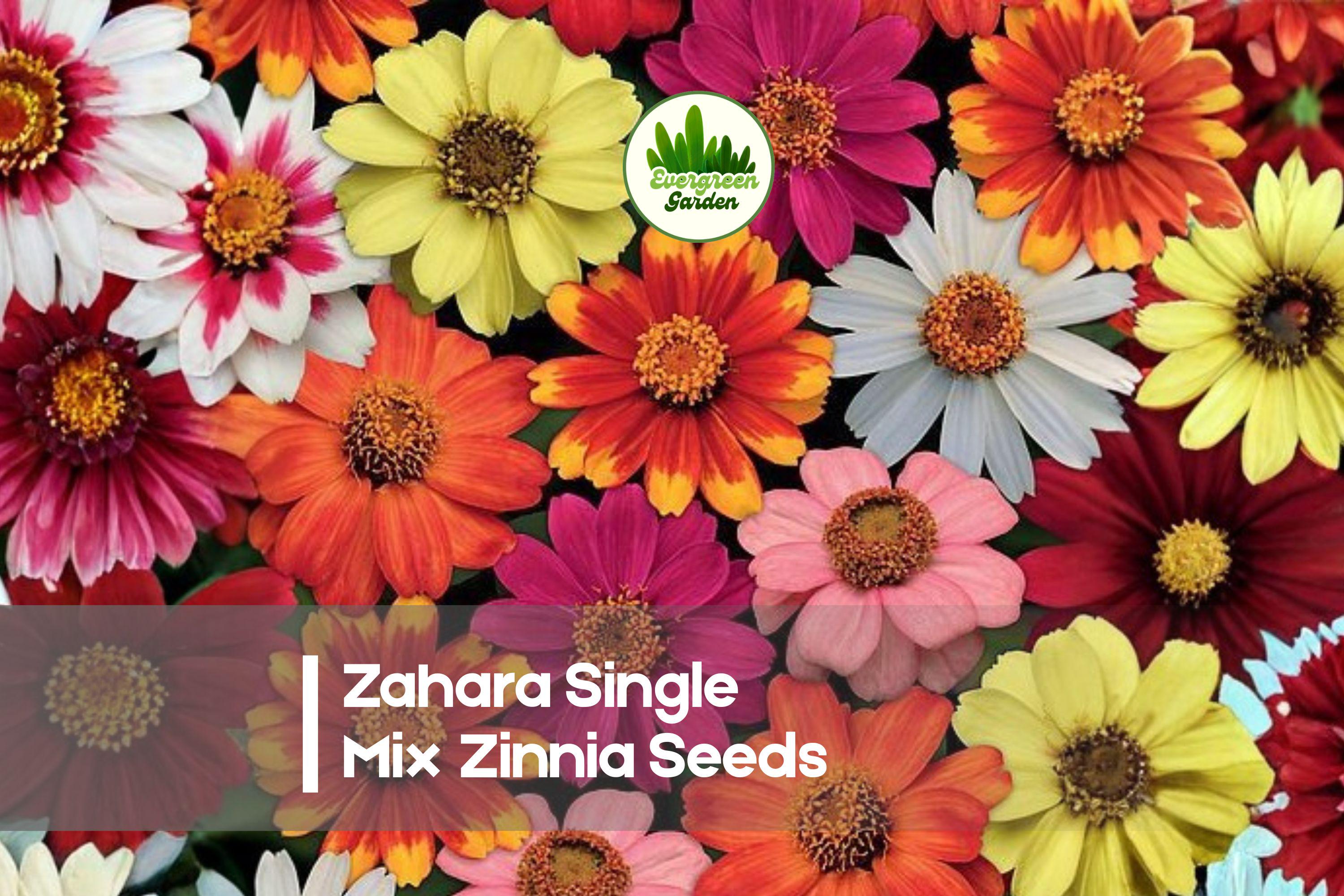 Zinnia Seeds - Zahara Single Mix, Bright Colorful Blooms, Compact, Disease-Resistant, Pollinator-Friendly, Zinnia marylandica