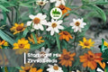 Starbright Mix Zinnia Seeds – Bright, Compact Annual with Yellow, Orange & White Blooms, Attracts Pollinators, Zinnia elegans