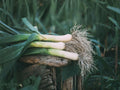 American Flag Leek Seeds, Vegetable, Allium porrum, 100 Seeds for Garden Beds & Raised Beds