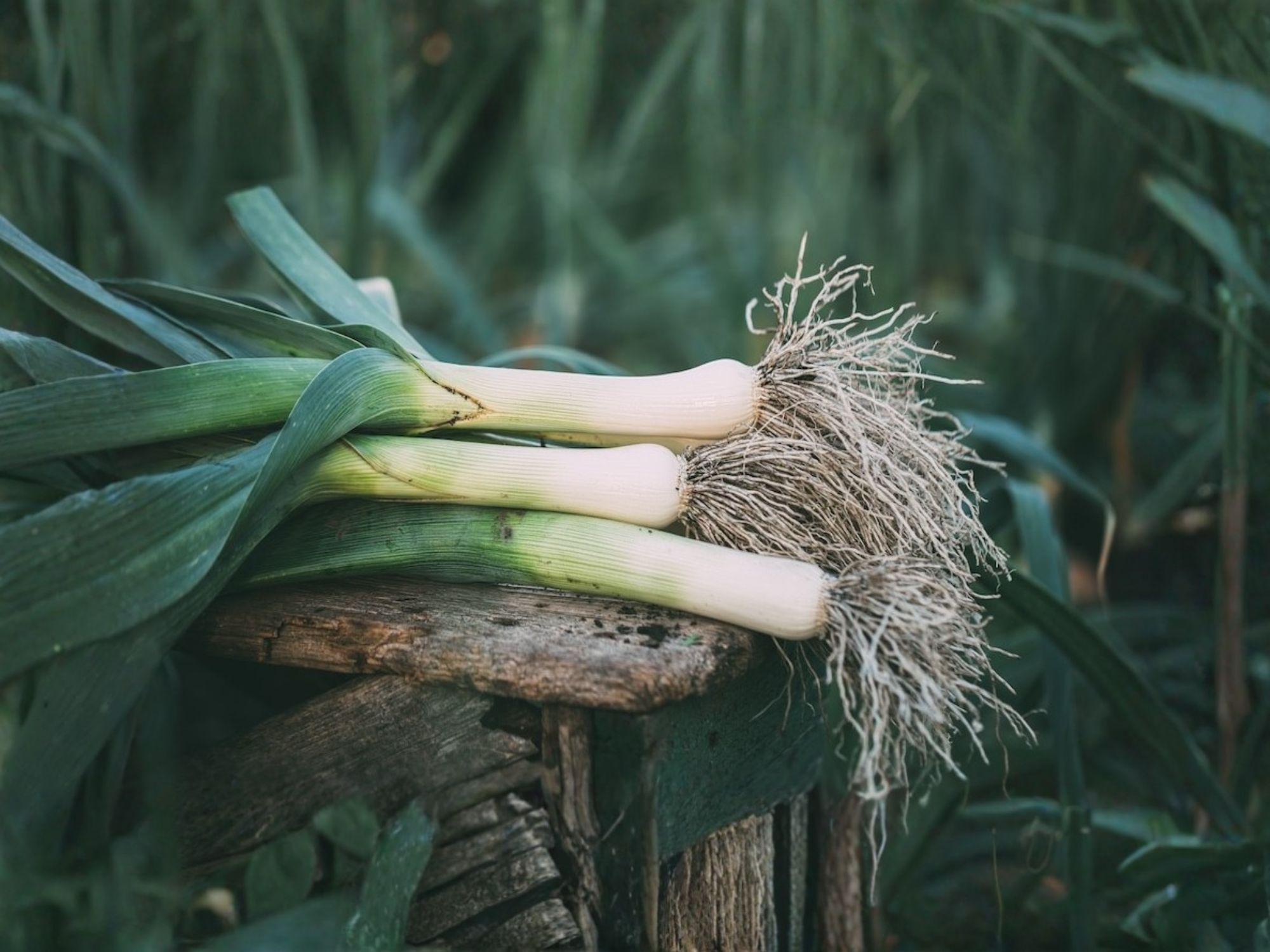 American Flag Leek Seeds, Vegetable, Allium porrum, 100 Seeds for Garden Beds & Raised Beds