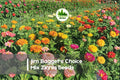 Jim Bagget's Choice Mix Zinnia Seeds – Vibrant, Colorful Annuals for Borders, Bouquets, Pollinator Gardens, Zinnia elegans