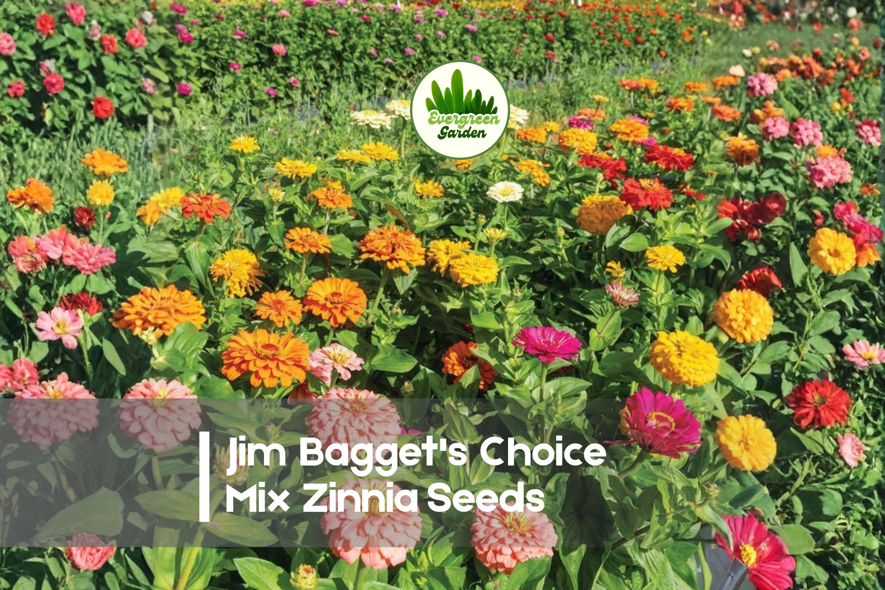 Jim Bagget's Choice Mix Zinnia Seeds – Vibrant, Colorful Annuals for Borders, Bouquets, Pollinator Gardens, Zinnia elegans