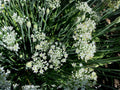 Flowering Chinese Leek Seeds, Allium tuberosum, Edible Green Leaves & White Flowers, Perennial Garden Vegetable, 100 Seeds