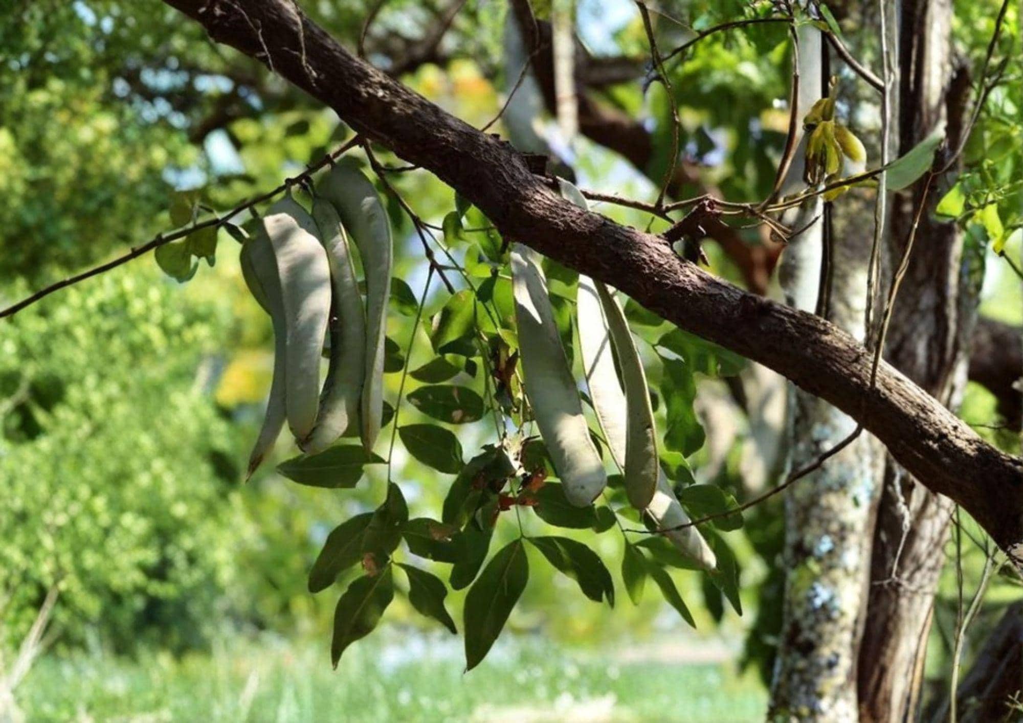 Gleditsia sinensis Seeds – Chinese Honeylocust Soap Bean Tree, Ornamental Thorny Tree, Fragrant Flowers, Long Seed Pods