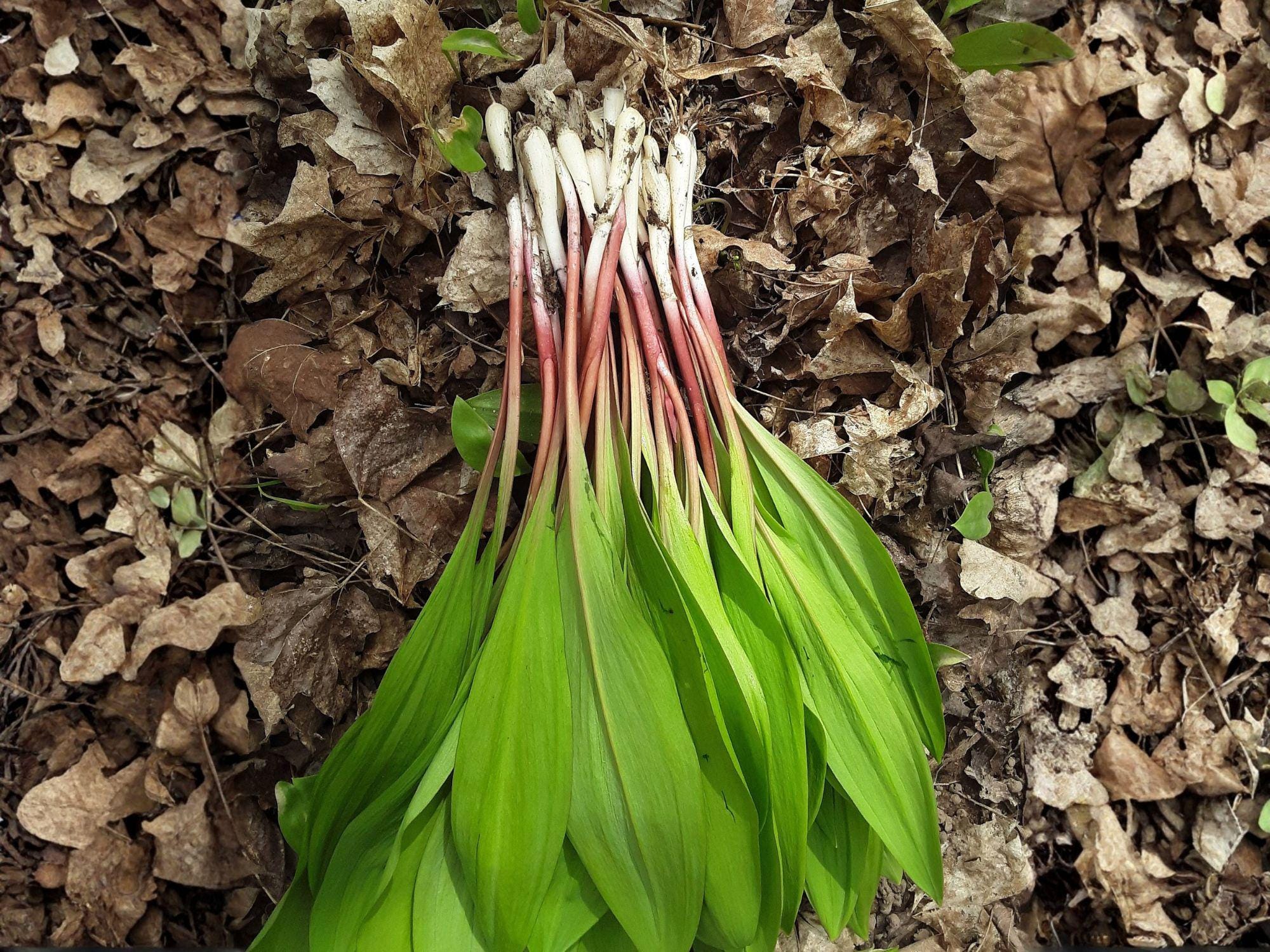 Wild Leek Seeds, Allium Tricoccum, Ramp Vegetable, Perennial Clumping Plant for Shaded Gardens, 10 Seeds