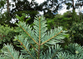 European Silver Fir Tree Seeds – Abies Alba, Cold Hardy Evergreen Conifer, Pyramidal Shape, Dark Green Needles, Reforestation, Garden Planting