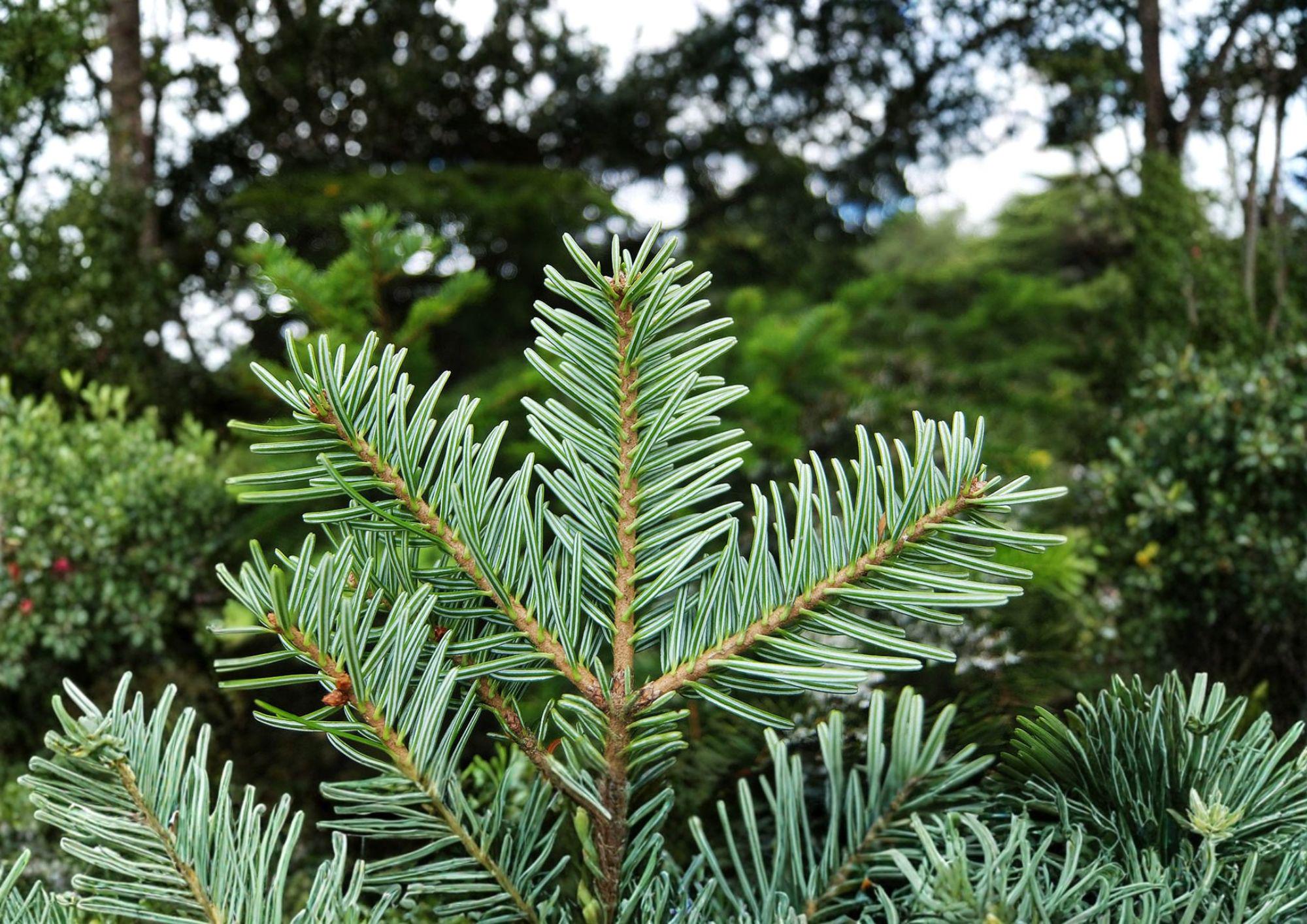 European Silver Fir Tree Seeds – Abies Alba, Cold Hardy Evergreen Conifer, Pyramidal Shape, Dark Green Needles, Reforestation, Garden Planting