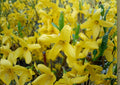 Forsythia suspensa Seeds – Golden Bell Weeping Forsythia, Yellow Spring Flowering Ornamental Shrub, Fast-Growing Garden Plant