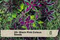 Black Pink Coleus Seeds – Ornamental Foliage Plant, Vibrant Dark Burgundy & Pink, Coleus scutellarioides, Shade Garden & Container