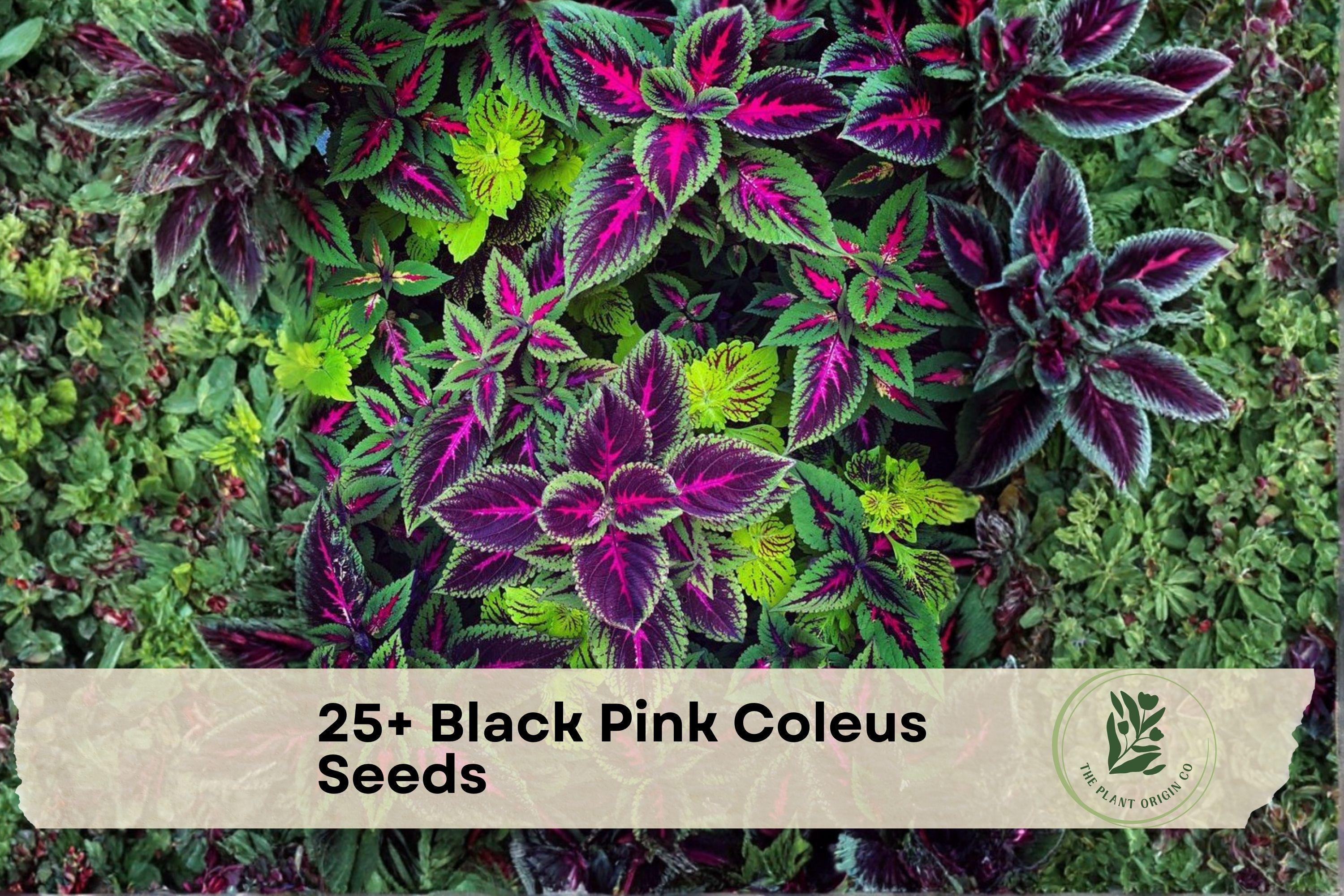 Black Pink Coleus Seeds – Ornamental Foliage Plant, Vibrant Dark Burgundy & Pink, Coleus scutellarioides, Shade Garden & Container