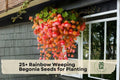 Rainbow Weeping Begonia Seeds – Cascading Colorful Flowers for Shade Gardens, Containers & Hanging Baskets, Begonia rex, Begonia schizophylla