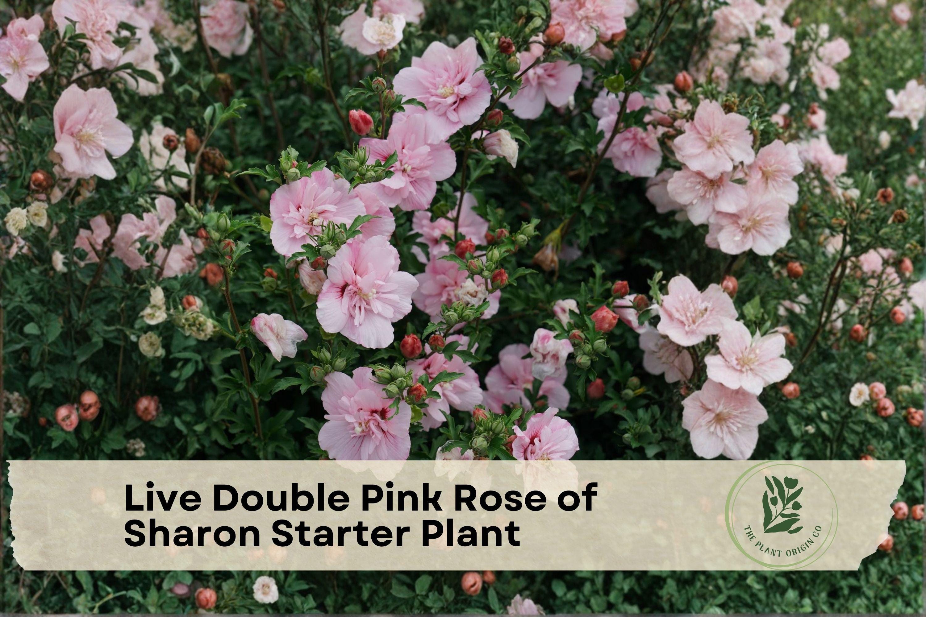 Live Double Pink Rose of Sharon Starter Plant, Hibiscus syriacus, Bare Root, Flowering Shrub for Garden, Hedges & Containers
