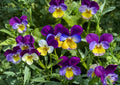 Johnny Jump Up Seeds - Viola Tricolor, Pansy-Style Flowers, 100 Seeds for Borders, Containers & Gardens