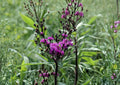 Giant Ironweed Seeds – Vernonia gigantea, Purple Native Wildflower, Perennial, 100 Seeds