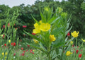 Oenothera biennis Evening Primrose Seeds – Yellow Night Blooming Wildflower, Hardy Biennial Pollinator Plant, 100 Seeds