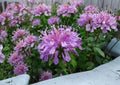 Wild Bergamot Seeds, Monarda fistulosa, Lavender Purple, Native Pollinator Perennial, Bee Balm, Prairie Wildflower, 100 Seeds
