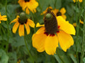 Clasping Coneflower Seeds (100) – Rudbeckia amplexicaulis Wildflower – Native Yellow Prairie Flower – Pollinator Garden Plant