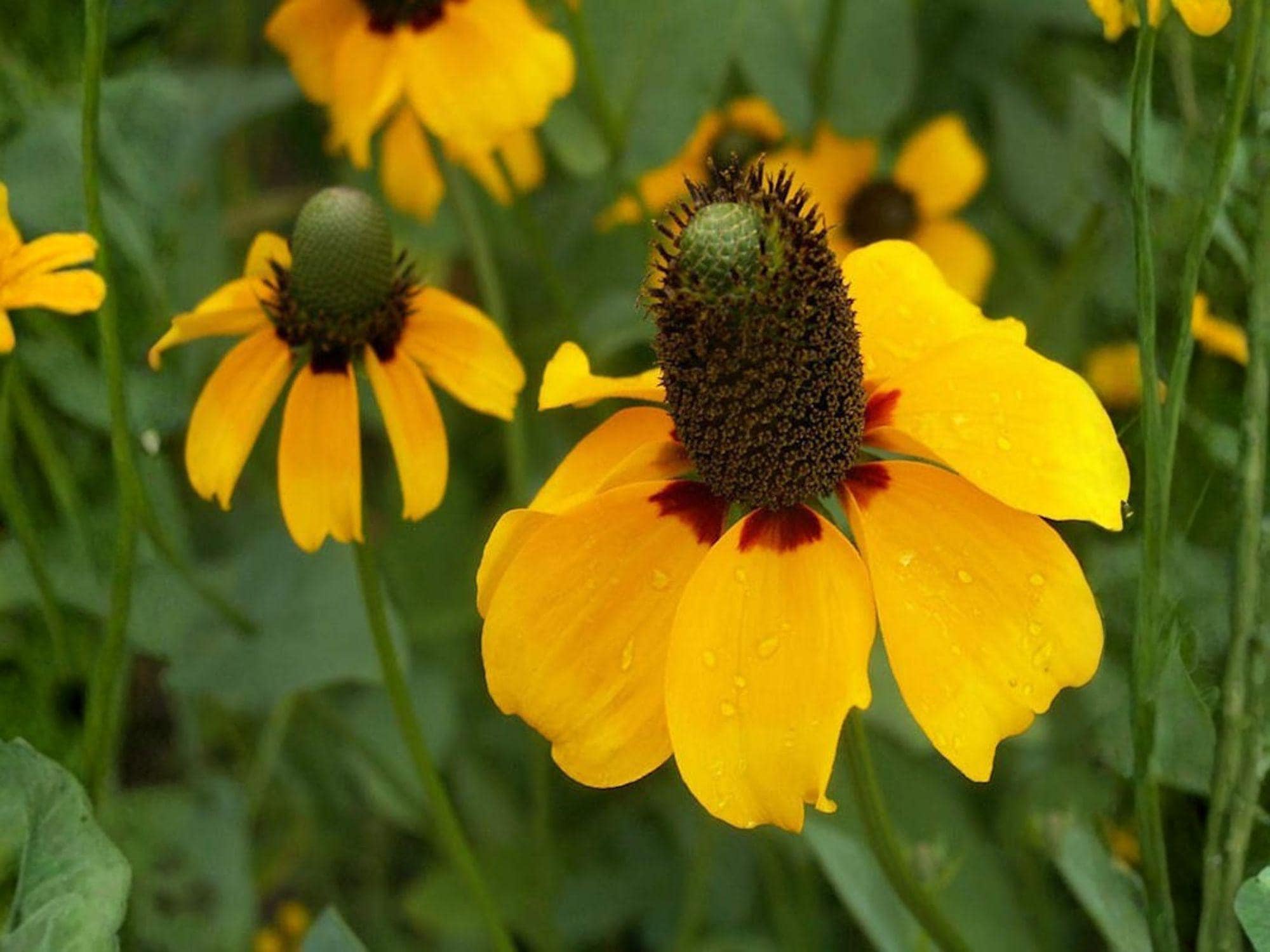 Clasping Coneflower Seeds (100) – Rudbeckia amplexicaulis Wildflower – Native Yellow Prairie Flower – Pollinator Garden Plant