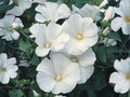 Dwarf White Rose Mallow Seeds (40) – Cottage Garden Annual Lavatera trimestris for Borders & Containers