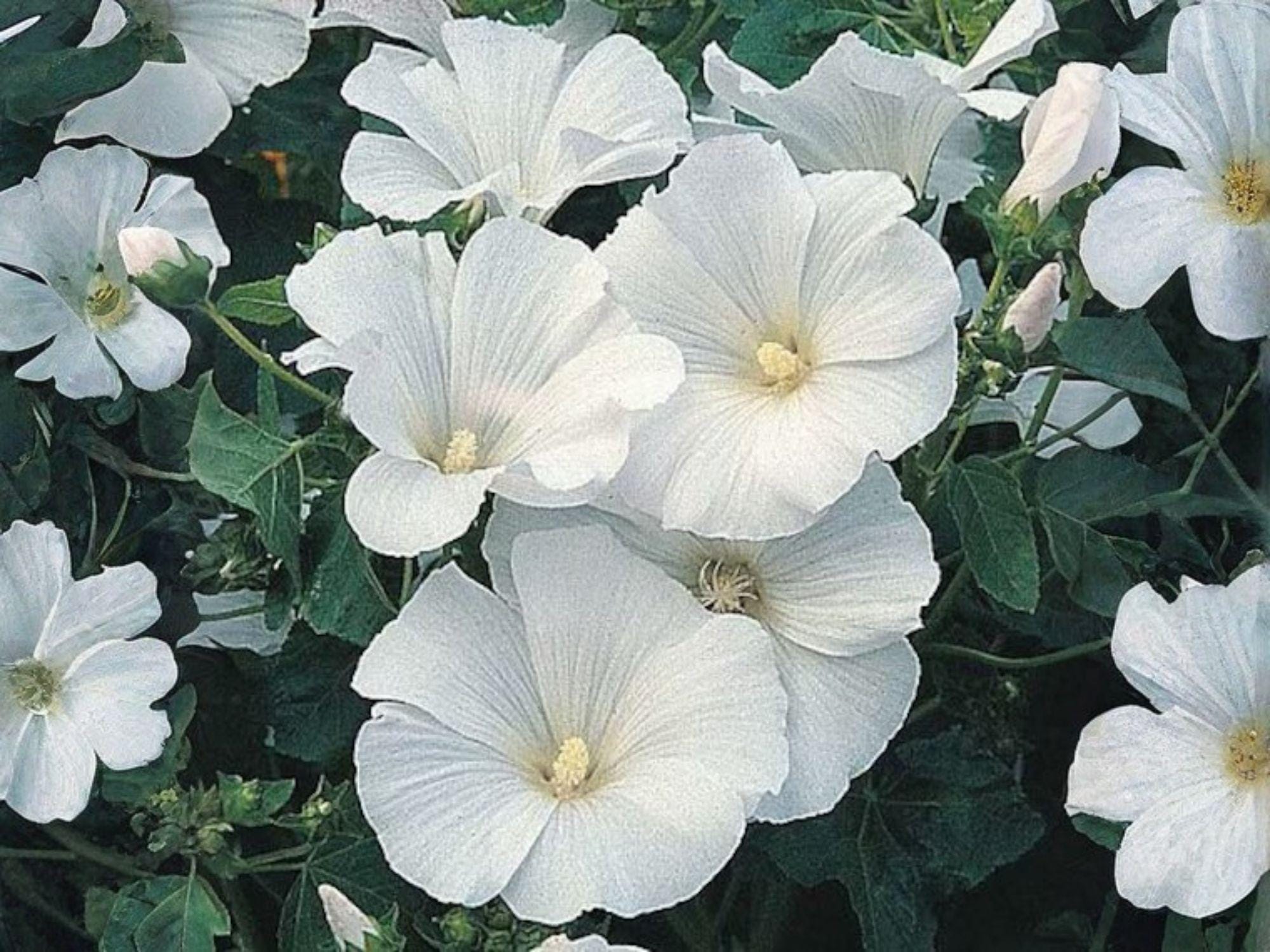 Dwarf White Rose Mallow Seeds (40) – Cottage Garden Annual Lavatera trimestris for Borders & Containers