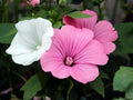 Dwarf Rose Mallow Seeds Mix – Pink, White & Rosy Blooms – Lavatera trimestris – Cottage Garden, Container, Border Plant