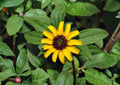 Creeping Zinnia Seeds – Sanvitalia Procumbens Low-Growing Yellow Flower Annual for Borders & Containers