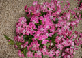 Nodding Catchfly Seeds – 100 Pink Drooping Flower Seeds for Cottage Garden Borders – Silene pendula Annual Plant