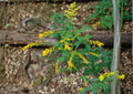 Solidago ulmifolia Elmleaf Goldenrod Seeds, Native Perennial, Late Season Yellow Pollinator Plant, 100 Seeds