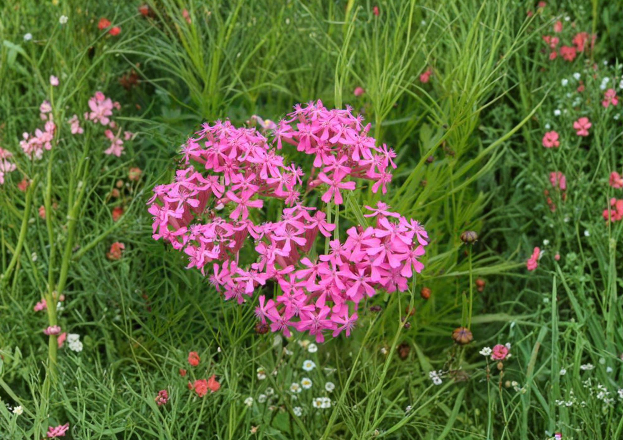 Catchfly Flower Seeds – Bright Pink Silene armeria, Cottage Garden Annual, Pollinator Friendly, 100 Seeds