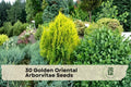 Golden Oriental Arborvitae Seeds – Platycladus orientalis Evergreen Conifer for Landscaping, Privacy Screen & Bonsai