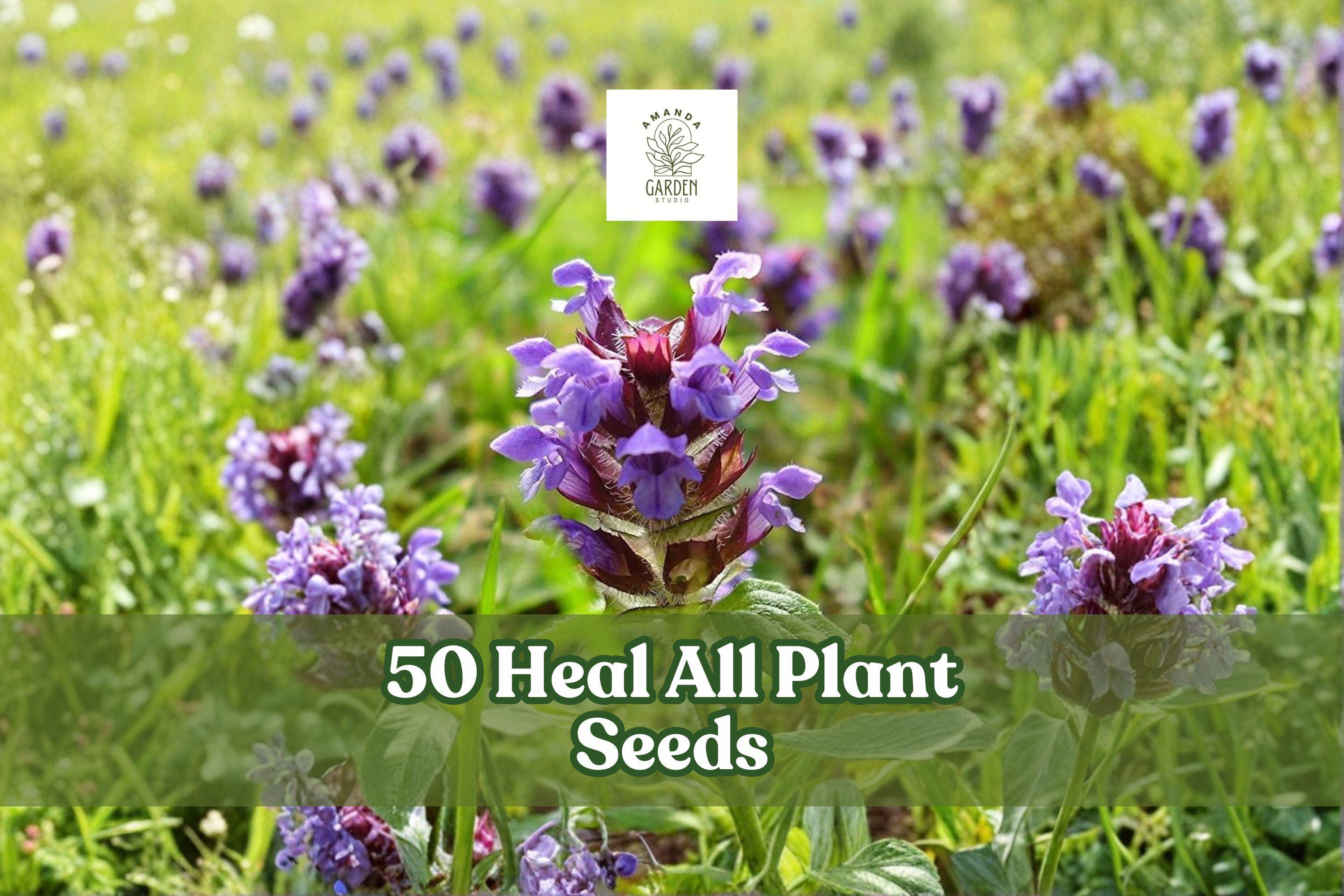 50 Heal All Seeds – Prunella vulgaris Hardy Perennial Wildflower with Violet-Purple Flowers, Creeping Growth, Suitable for Gardens & Meadows
