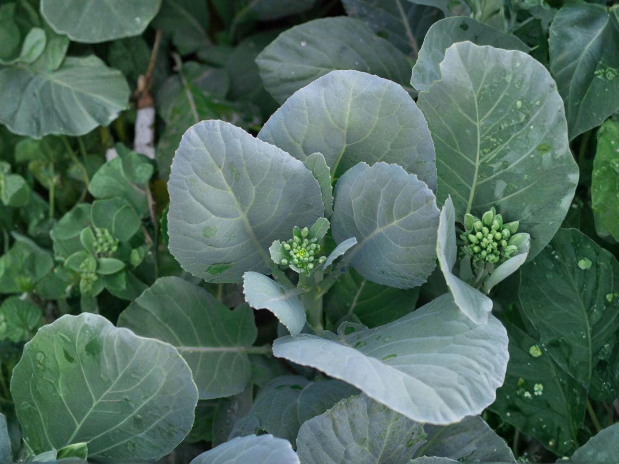 Wan Shen Kailan Seeds – 300 Chinese Broccoli Vegetable Garden Seeds for Planting, Asian Greens, Gai Lan, Chinese Kale, Tender Stems