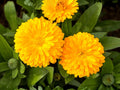Calendula Seeds – Pacific Beauty Dark Yellow Pot Marigold, Annual Flower, 100 Seeds