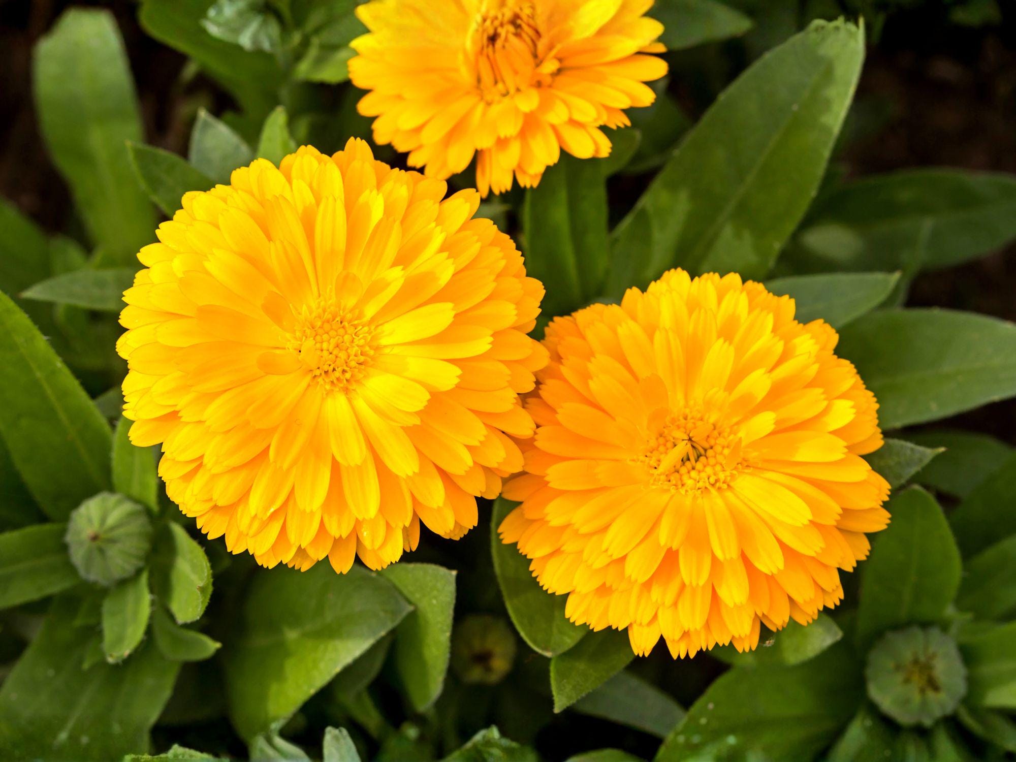 Calendula Seeds – Pacific Beauty Dark Yellow Pot Marigold, Annual Flower, 100 Seeds