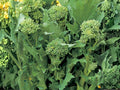 Broccoli Raab Seeds – Spring Rapini Italian Greens – Fast-Growing Cool-Season Vegetable – Brassica rapa