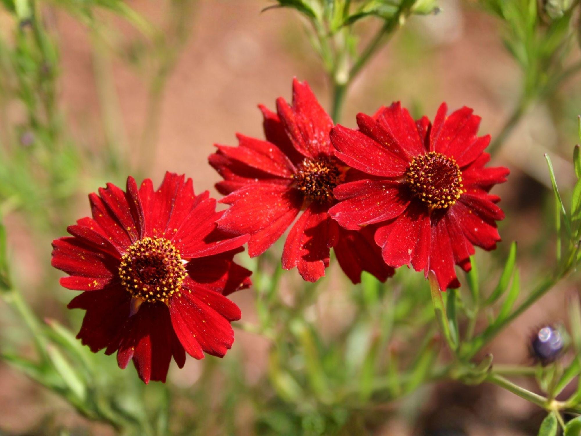 Dwarf Red Plains Coreopsis Seeds – Tickseed Wildflower, Pollinator Garden, Annual, Bright Red & Yellow, Coreopsis tinctoria