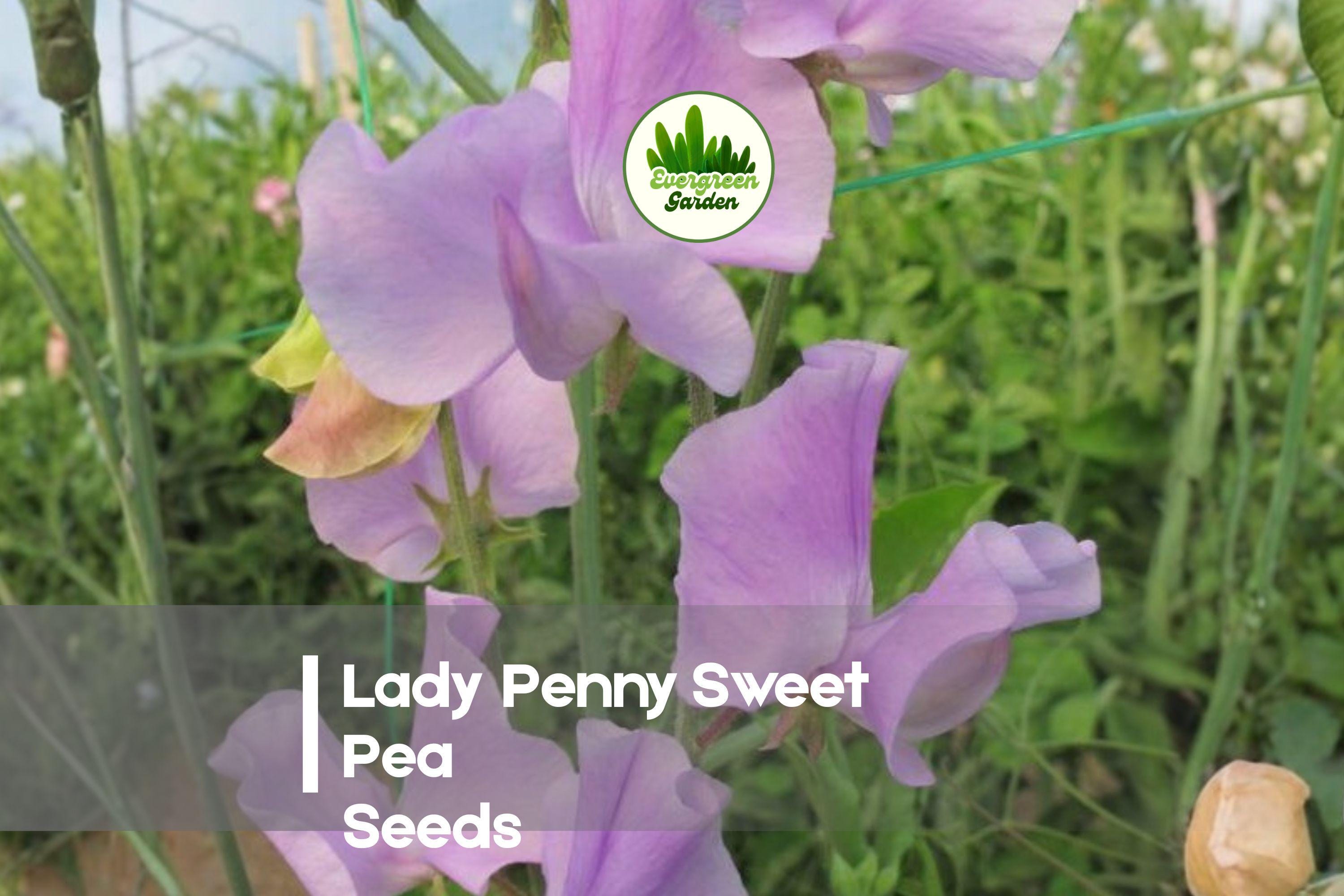 Lady Penny Sweet Pea Seeds – Soft Pink Fragrant Climbing Vines for Gardens & Cut Flowers, Lathyrus odoratus