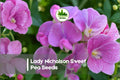 Lady Nicholson Sweet Pea Seeds – Soft Pink Fragrant Climbing Vines for Gardens & Cut Flowers | Lathyrus odoratus
