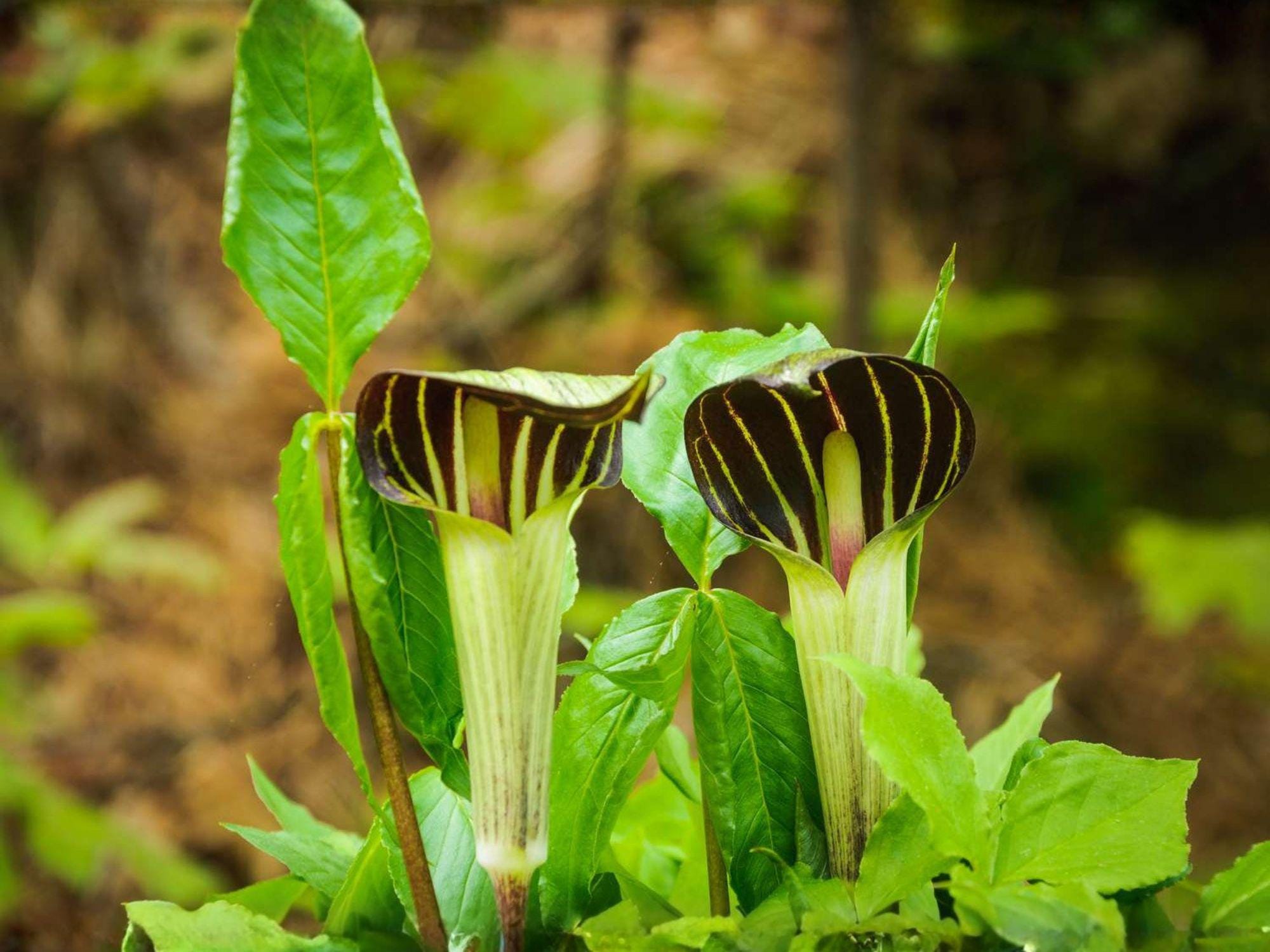 Arisaema triphyllum Seeds – Jack-in-the-Pulpit Native Woodland Perennial Plant for Shade Gardens, Wildflower, Native Plant Collection