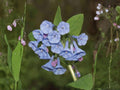 Mertensia Virginica Seeds – Virginia Bluebells Native Woodland Wildflower for Shade Gardens, Early Spring Perennial, 10 Seeds