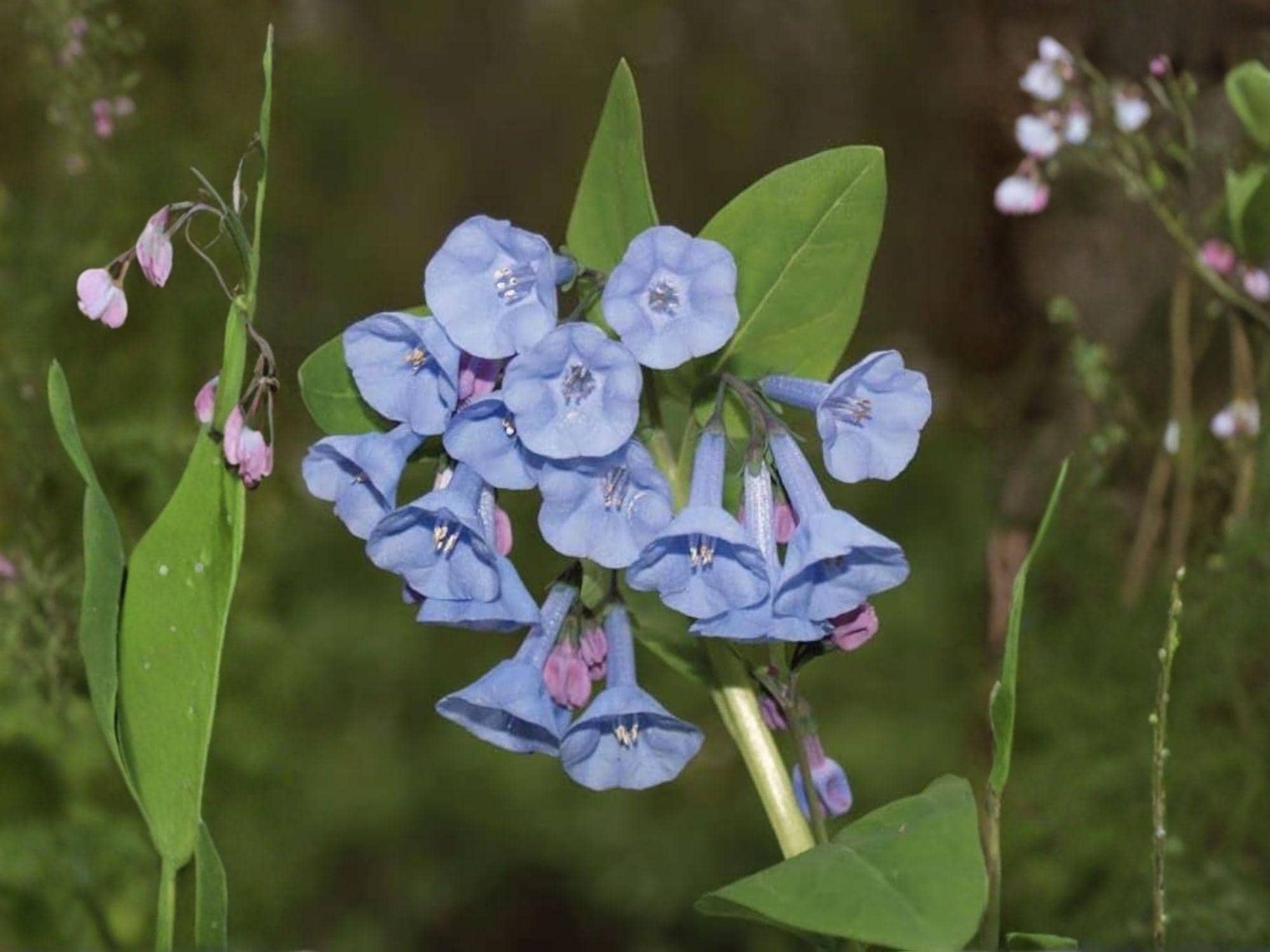 Mertensia Virginica Seeds – Virginia Bluebells Native Woodland Wildflower for Shade Gardens, Early Spring Perennial, 10 Seeds