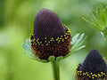 Rudbeckia occidentalis Seeds – Western Coneflower Native Wildflower – Perennial for Pollinator Gardens and Native Landscapes