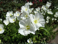 Oenothera Pallida Seeds – Pale Evening Primrose Native Wildflower – Drought Tolerant Perennial for Xeriscape Gardens