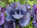 Red Acre Cabbage Seeds – 500 Heirloom Purple Vegetable Garden Seeds for Compact, Deep Red Heads
