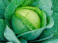 Golden Acre Cabbage Seeds – Heirloom Green Vegetable Seeds for Small Gardens, Compact, Early-Maturing Brassica oleracea